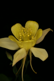 Aquilegia chrysantha RCP5-2012 207.JPG